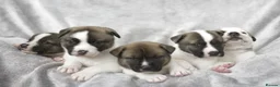Mixed Breed dogs for sale: F1 American Bulldog x American Akita Puppies in London - Advert 5