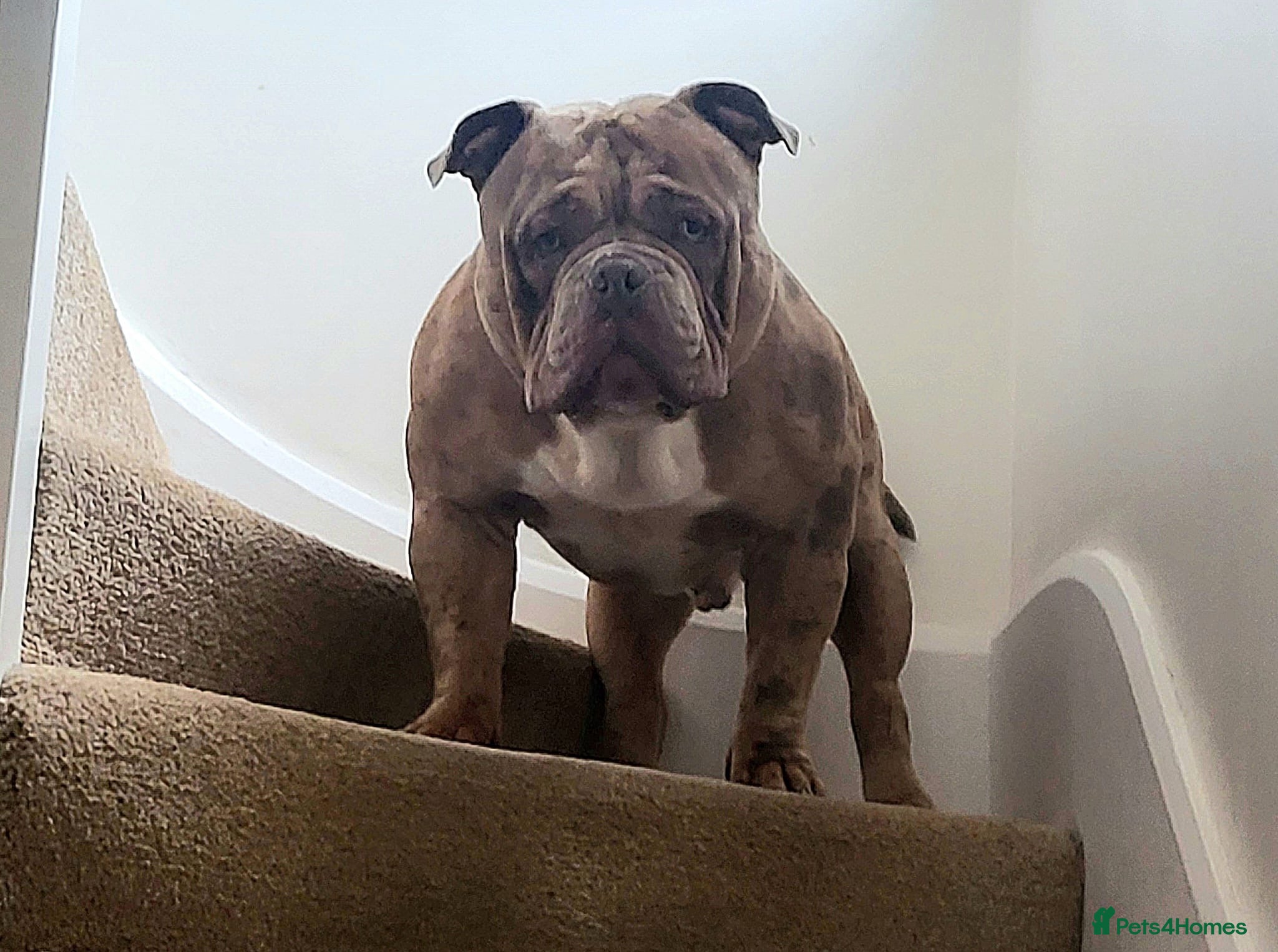 American Bully dogs  Lilac Merle Pocket Bully stud 🔥 - Advert 3