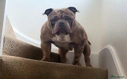 American Bully dogs for stud:  Lilac Merle Pocket Bully stud 🔥 - Advert 1