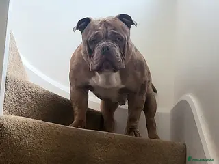 American Bully dogs Lilac Merle Pocket Bully stud 🔥 - Advert 1