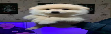 German Spitz 3