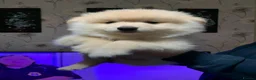German Spitz dogs for sale: Mr Paul McFadden  in Stoke-on-Trent - Advert 7