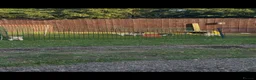 Jack Russell dogs for sale: Miniature Jack Russell terrier - Advert 7