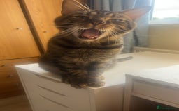 Domestic Shorthair cats for sale: Good to a loving home  - Image 7