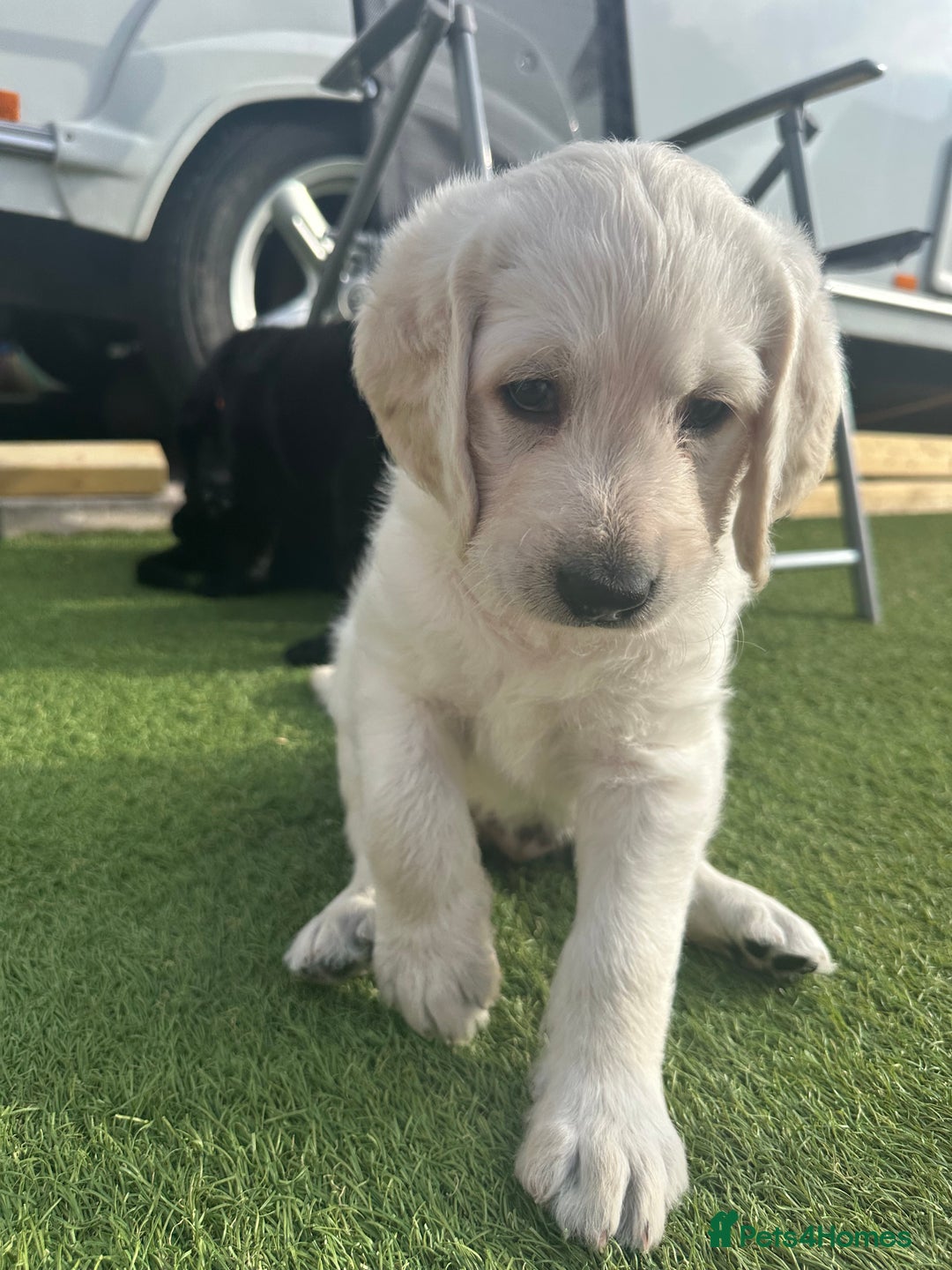 Labradoodle dogs for sale:  Unique,Exceptionally Bred F1 Labradoodles 🐾19/05 in Bristol - Image 15