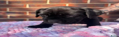 Cane Corso 3