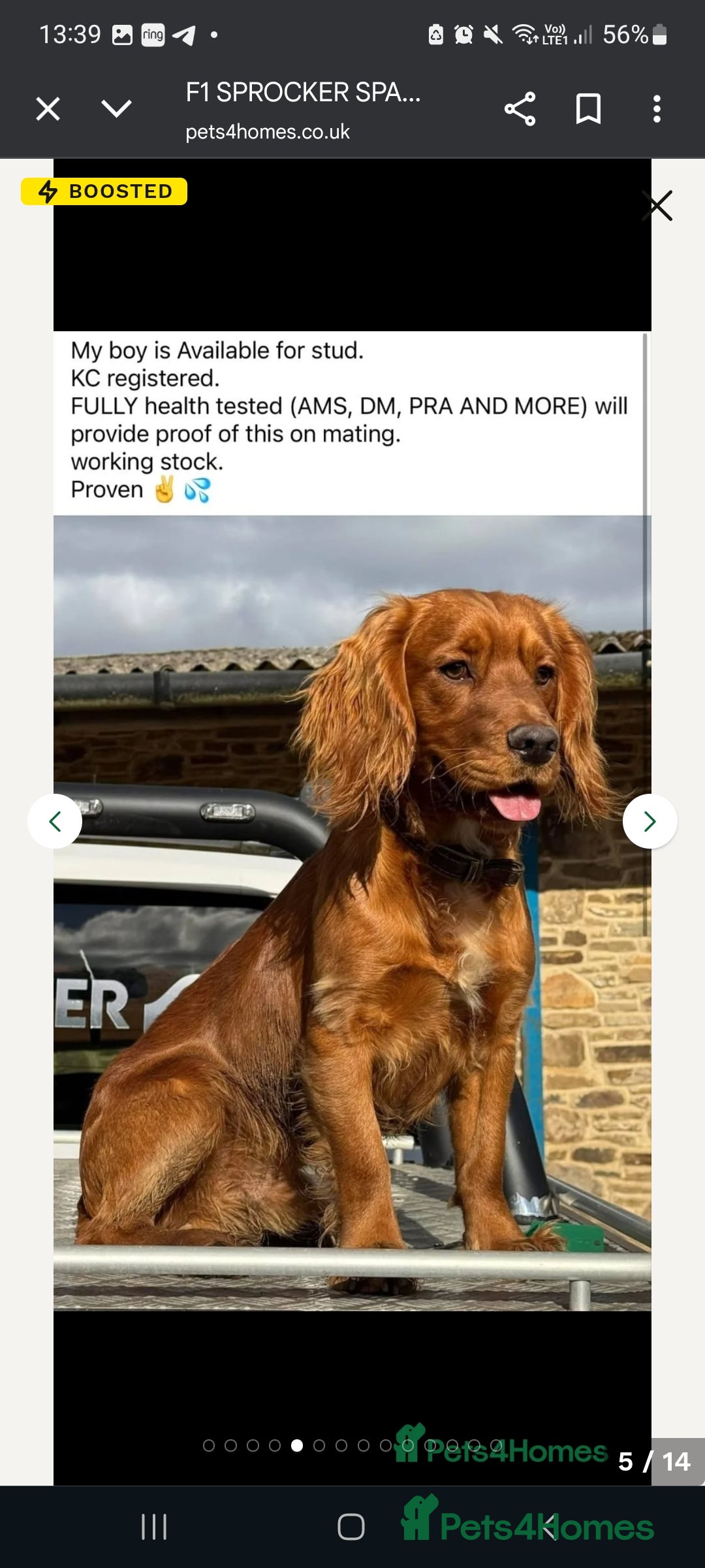 Sprocker dogs for sale: F1 SPROCKER SPANIELS ( 2BOYS LEFT)  - Image 5
