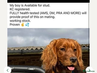 Sprocker dogs - Advert 4