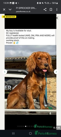 Sprocker dogs - Advert 1