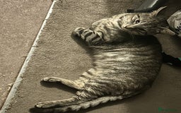British Shorthair cats for sale: Grey tabby  - Image 1