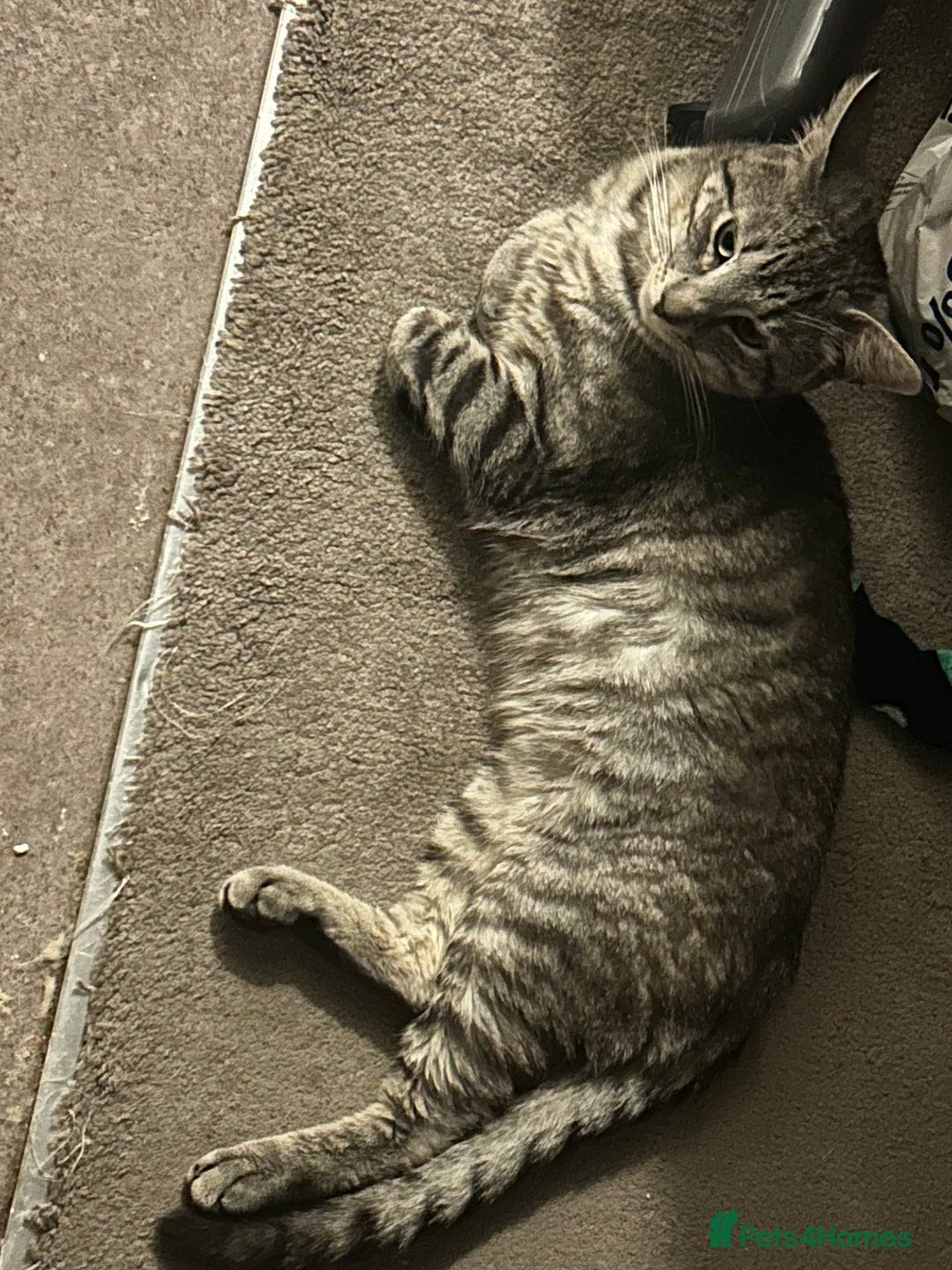British Shorthair cats for sale: Grey tabby  - Image 1