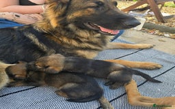 Mixed Breed dogs for sale: German Shepherd cross American bulldog puppies - Image 2