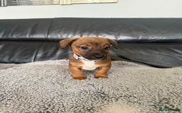 Jack Russell dogs for sale: 8 beautiful jack Russell puppies 5 girls 3 boys  - Image 11