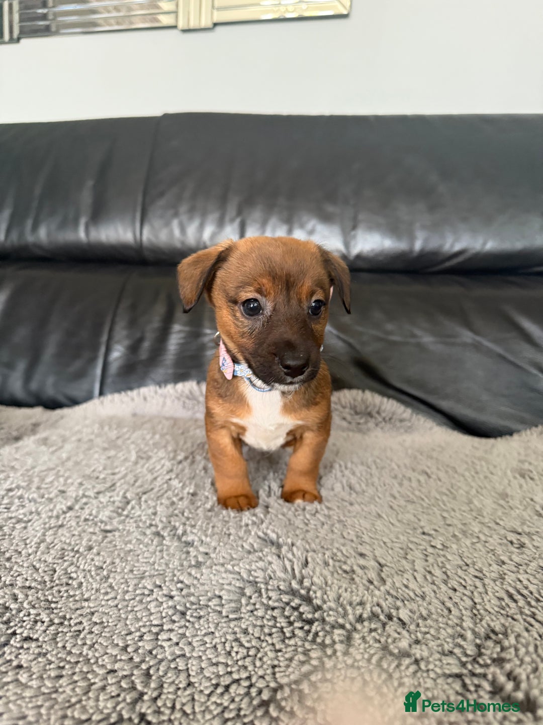Jack Russell dogs for sale: 8 beautiful jack Russell puppies 5 girls 3 boys  - Image 11