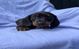 Dachshund dogs for sale: Daschund girl - Image 5