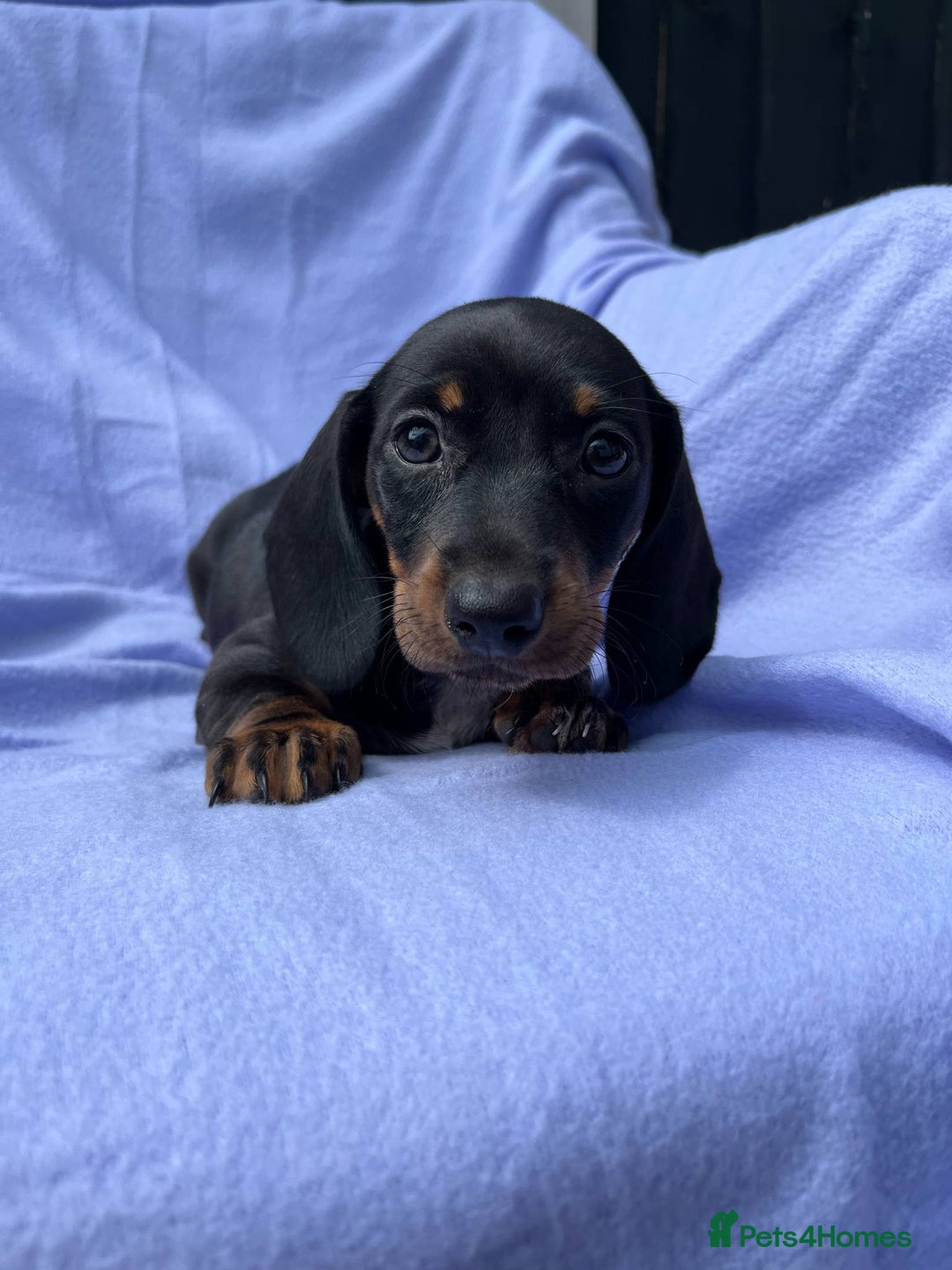 Dachshund dogs for sale: Daschund girl - Image 5