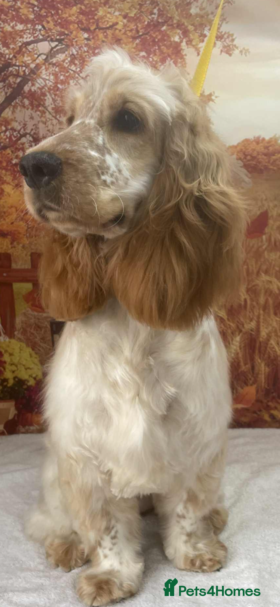 Cocker Spaniel dogs 1 year old bitch beautiful Show CovkerSpaniel  - Advert 1