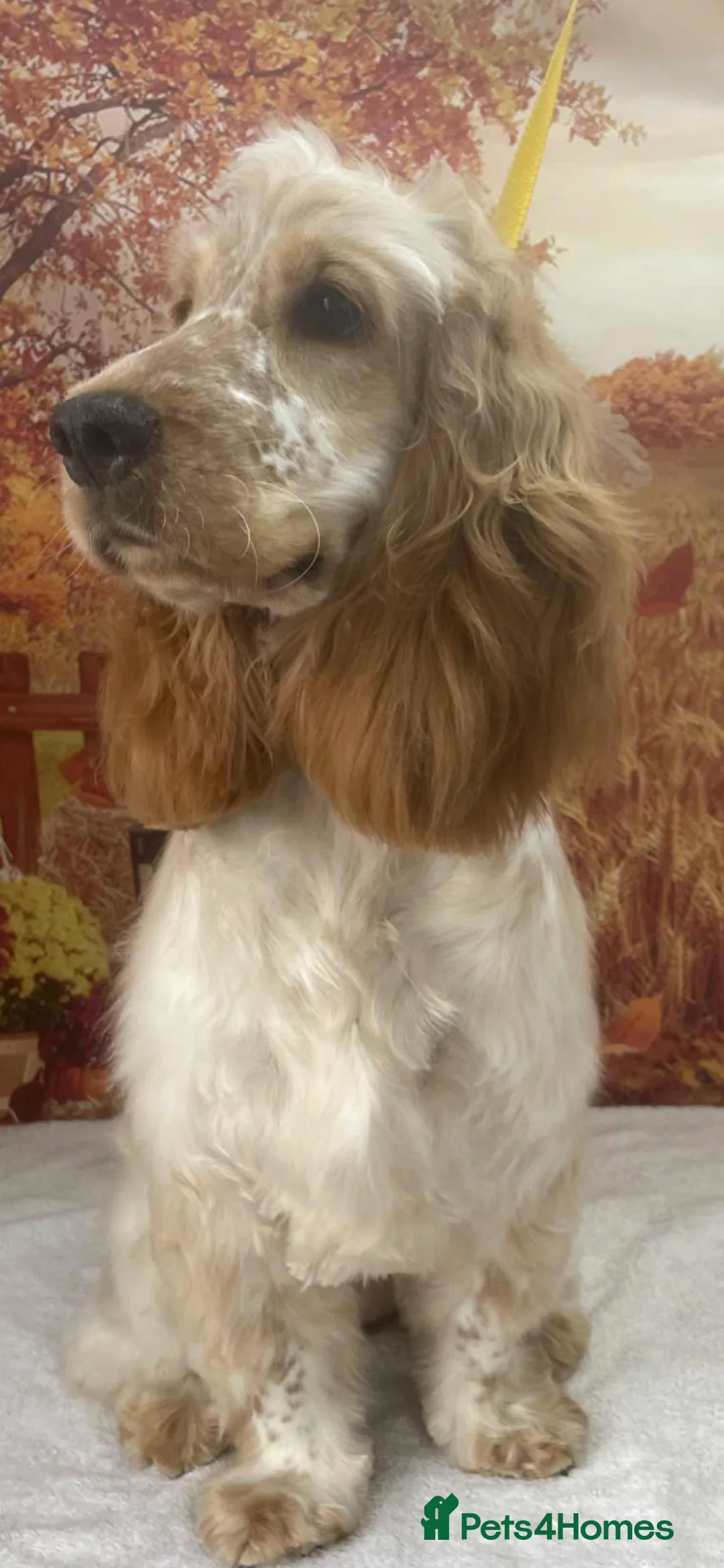 Cocker Spaniel dogs for sale: 1 year old bitch beautiful Show CovkerSpaniel  in South Ockendon - Advert 1