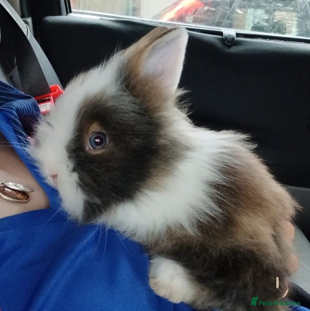 Lionhead rabbits for sale: Pair of lionhead bunnies - Image 7
