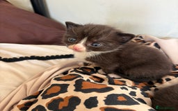 Mixed Breed cats for sale: Mix litter of 6  - Image 4