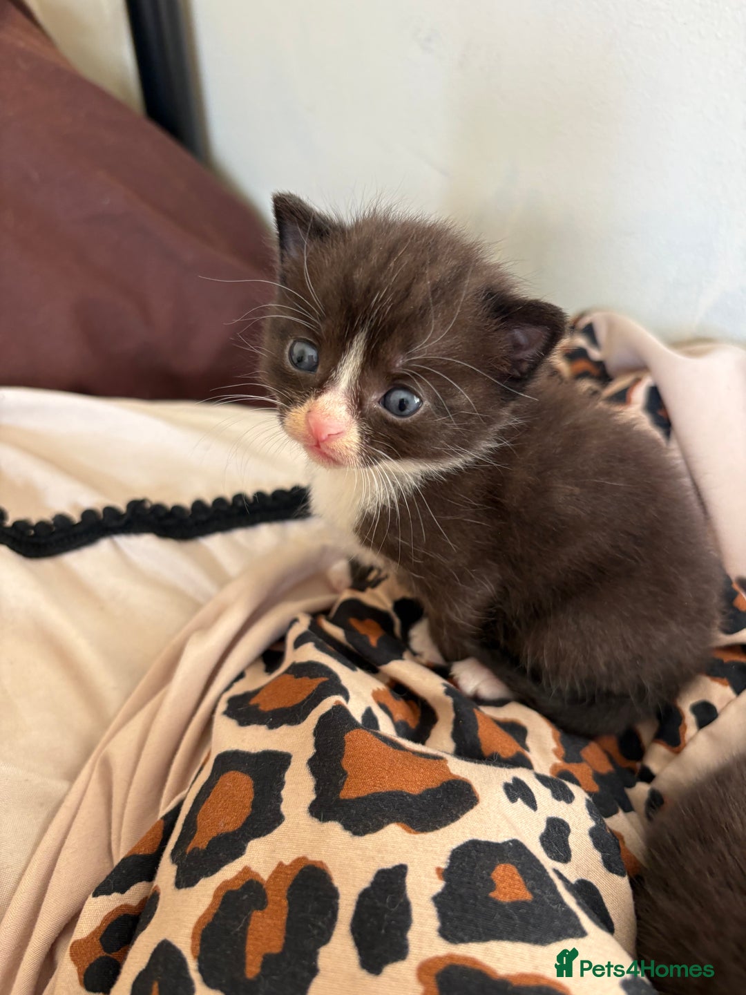 Mixed Breed cats for sale: Mix litter of 6  - Image 4