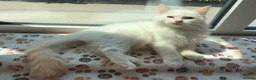 Ragdoll cats for sale: Ragdolls ready for new homes  - Advert 7
