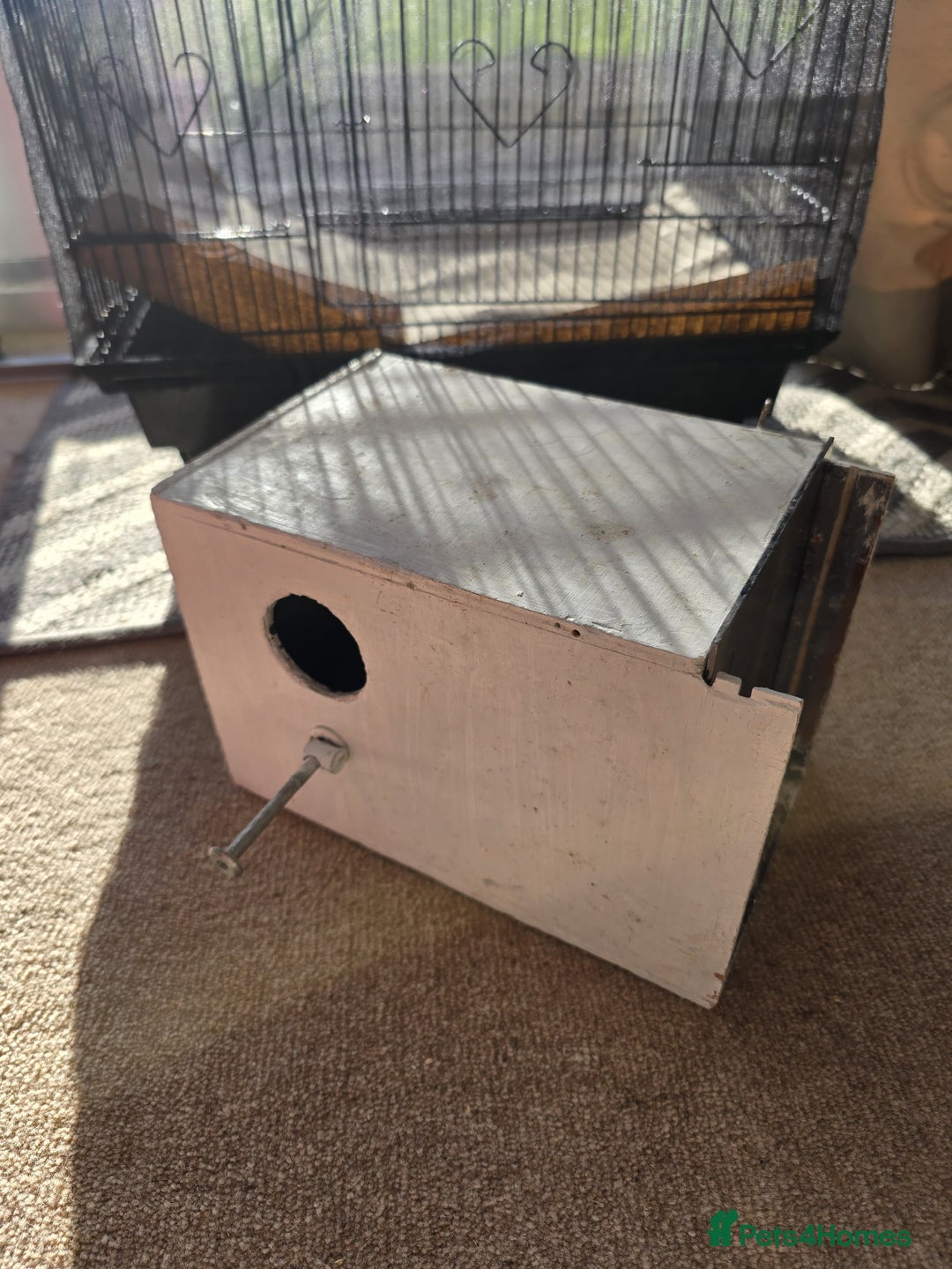 Budgerigars birds for sale: Budgie & Cage Set - Advert 13