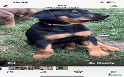 Mixed Breed dogs for sale: Belgian Malinois X Dobermann in Cheltenham - Image 21