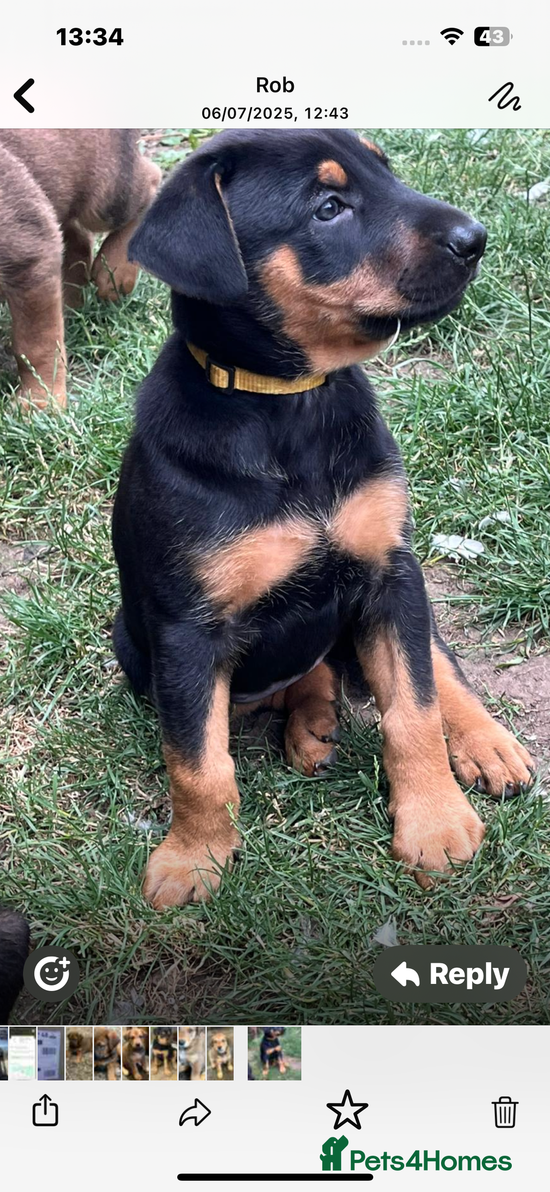 Mixed Breed dogs for sale: Belgian Malinois X Dobermann in Cheltenham - Image 21