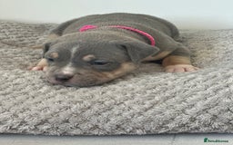 American Bully dogs for sale: Pocket Bullies ( not banned breed) - Image 5