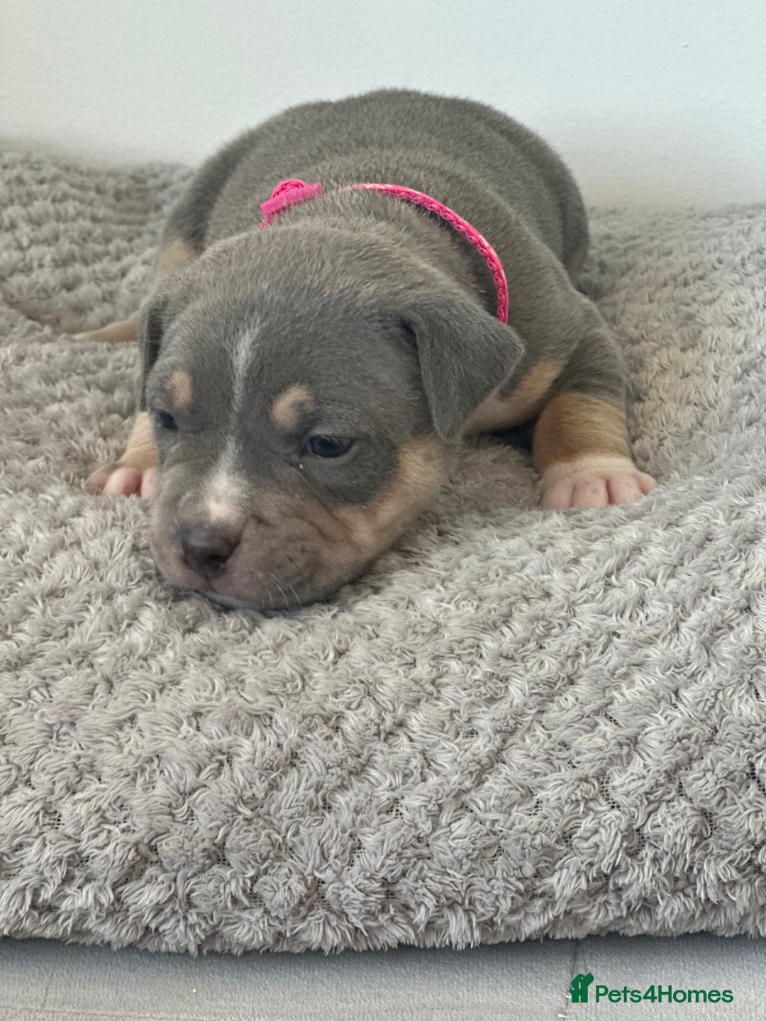 American Bully dogs for sale: Pocket Bullies ( not banned breed) - Image 5