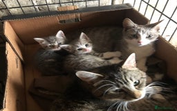 Mixed Breed cats for sale: Rescued feral farm kittens  - Image 18