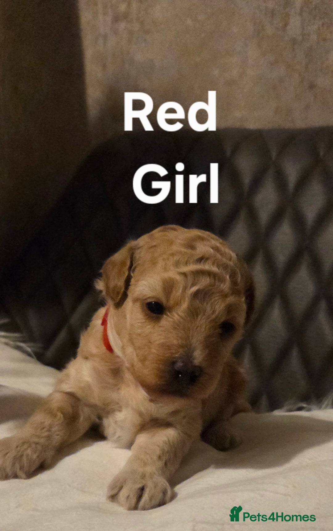 Toy Poodle dogs for sale: TOY POODLE PUPS  - Advert 6