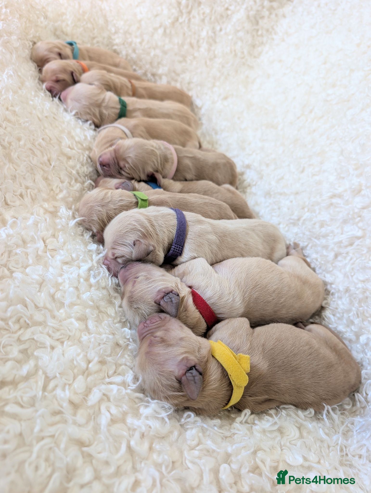 Golden Retriever dogs Golden Retriever puppies  - Advert 8