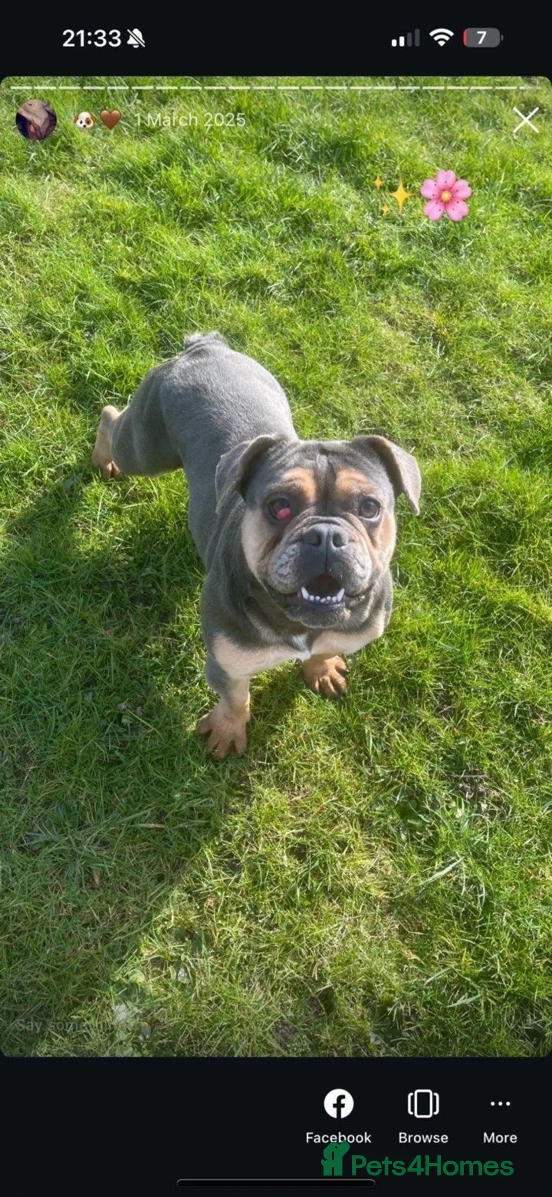 Mixed Breed dogs for sale: Bulldog x Staffy puppies in Doncaster - Advert 10