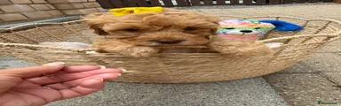 Cockapoo 3