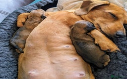 Miniature Dachshund dogs for sale: smooth miniature dachshund   - Advert 3