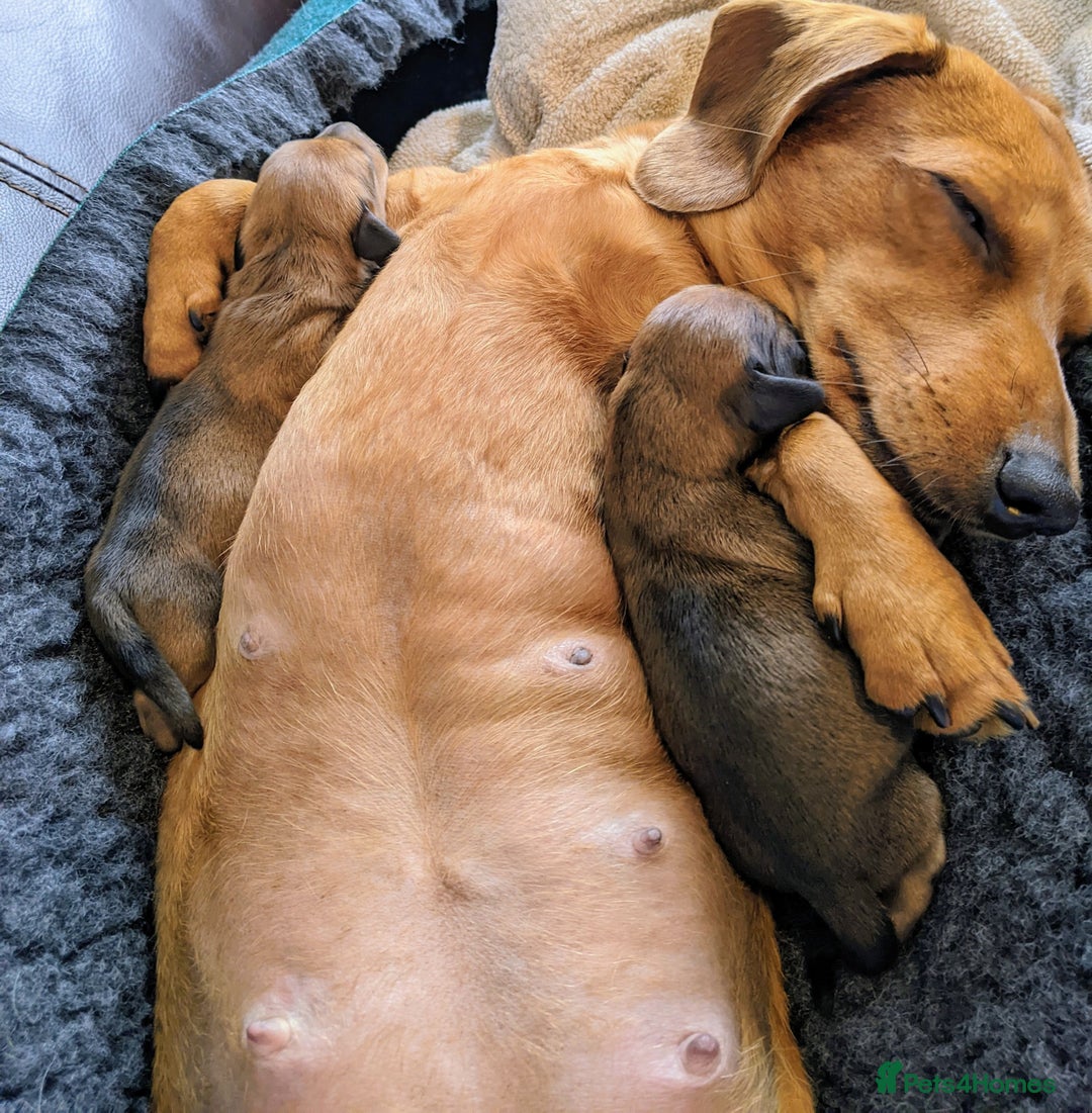 Miniature Dachshund dogs for sale: smooth miniature dachshund   - Advert 3