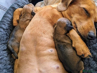 Miniature Dachshund dogs Dackelheim Miniature Smooth Dachshunds - Advert 4