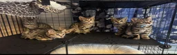 Bengal cats for sale: Stunning beautiful natured bengal cross kittens - Advert 7