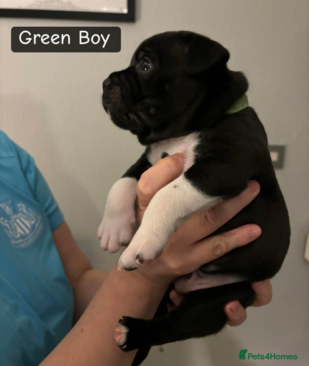 Staffordshire Bull Terrier dogs for sale: Staffordshire bull terrier puppies - Advert 7