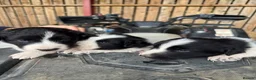 Border Collie dogs for sale: Very Cute Fluffy Border Collie Pups - Advert 6