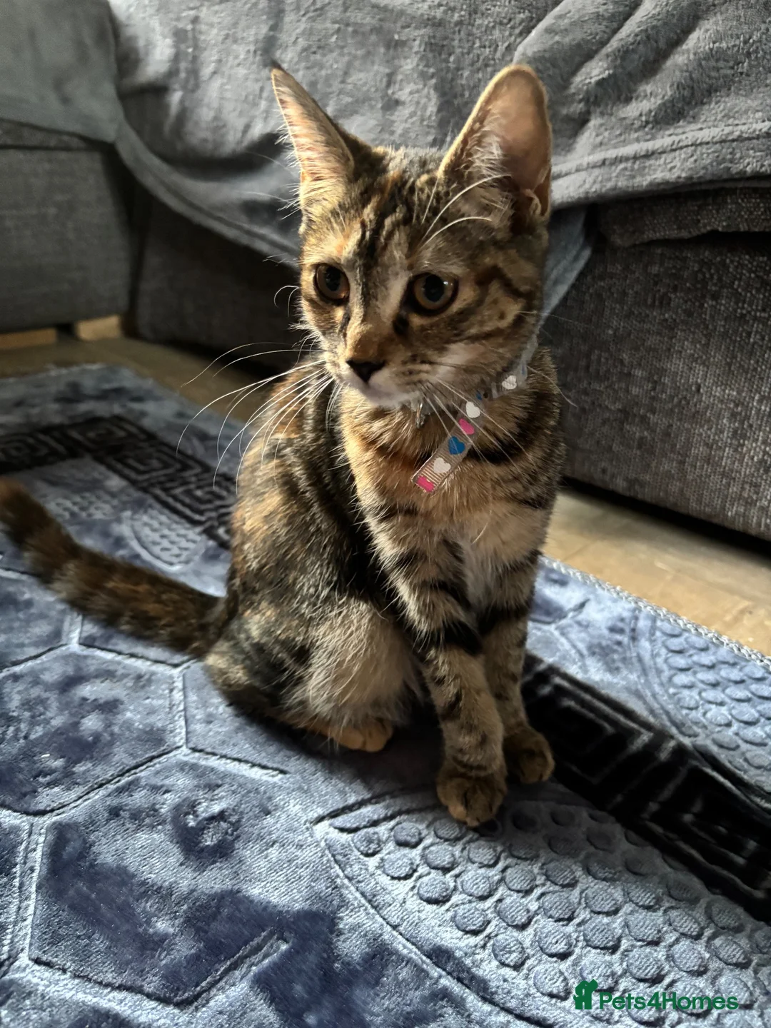 Mixed Breed cats for sale: 4 month old female kitten - Advert 1