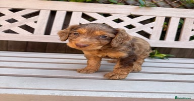 Cockapoo dogs - Advert 16