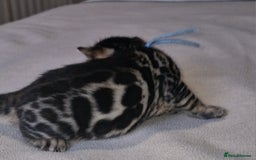 Bengal cats for sale: Pedigree Health Tested TICA Bengal Kittens - Image 14