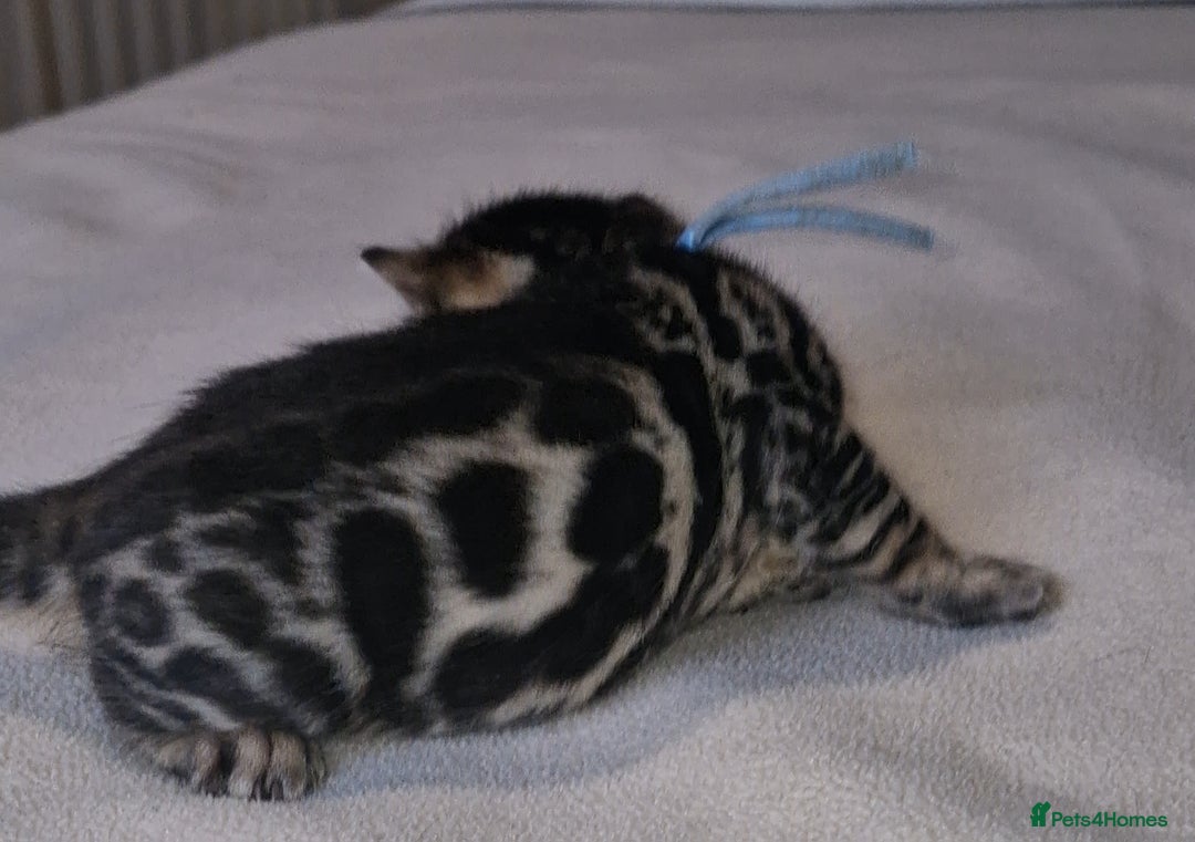 Bengal cats for sale: Pedigree Health Tested TICA Bengal Kittens - Image 14