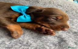 Dobermann dogs for sale: KC REGISTERED HEALTH TESTED DOBERMAN PUPS - Image 4