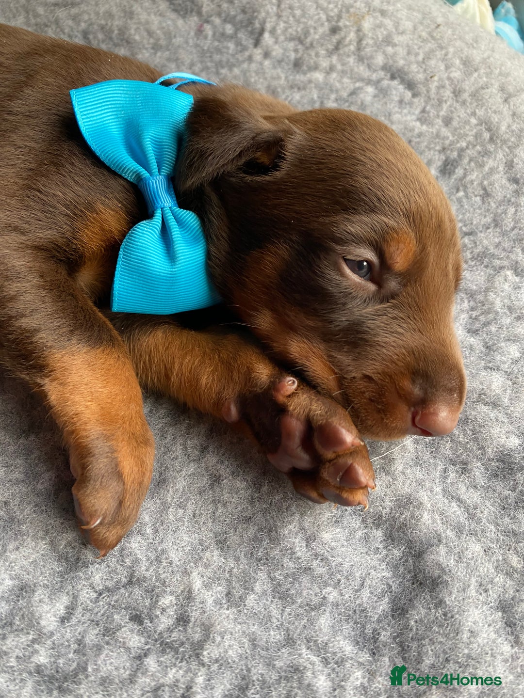 Dobermann dogs for sale: KC REGISTERED HEALTH TESTED DOBERMAN PUPS - Image 4