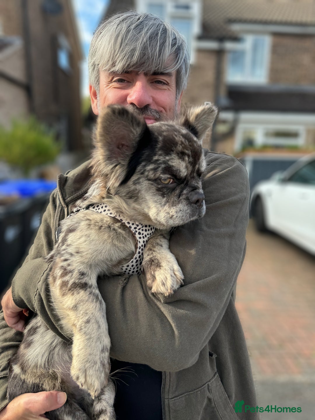 French Bulldog dogs for sale: Beautiful Long Haired Merle Male - Image 7