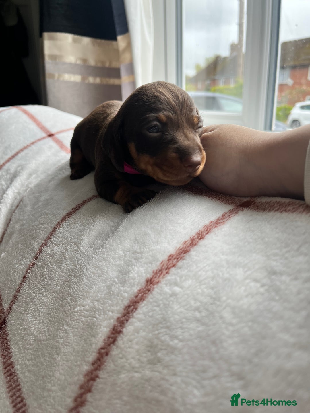 Miniature Dachshund dogs for sale: Beautiful Dachshund puppy’s  - Image 15